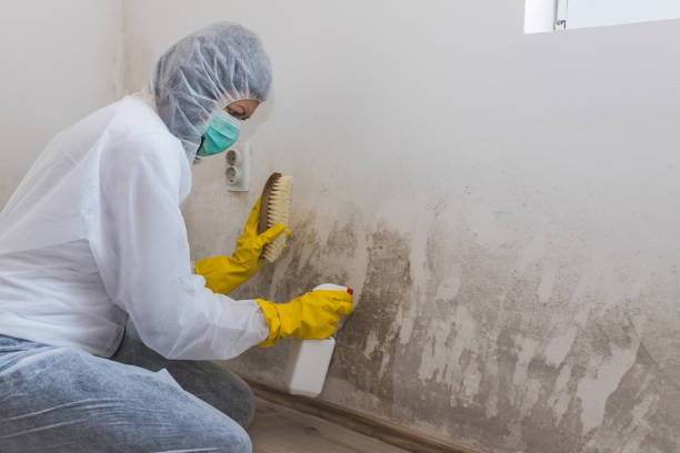 Best Attic Mold Removal  in Coral Springs, FL