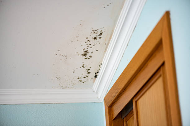 Best Toxic Mold Removal  in Coral Springs, FL