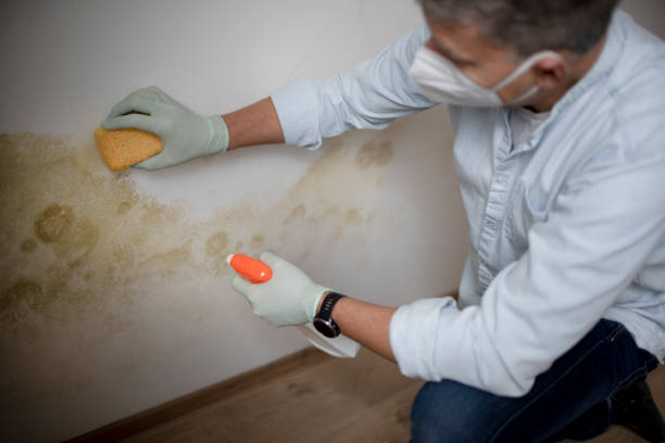Best Mold Damage Repair  in Coral Springs, FL