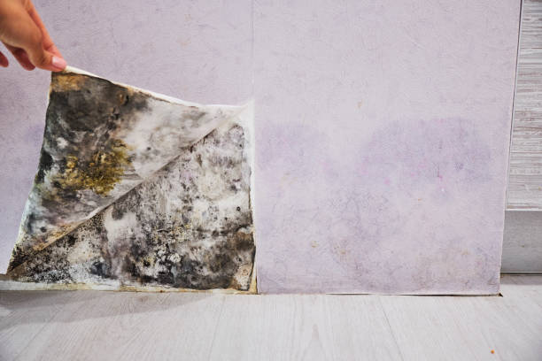 Best Mold Removal Company Near Me  in Coral Springs, FL